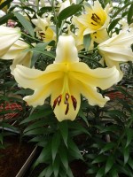 [5179 Serano No01.JPG]